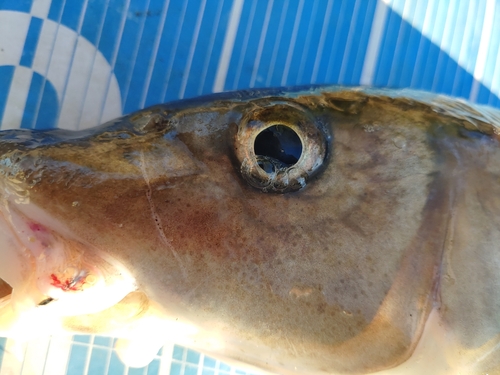 ニゴイの釣果