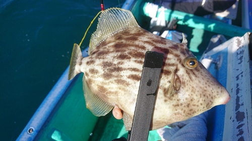 カワハギの釣果