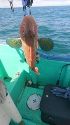 ホウボウの釣果