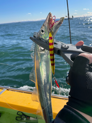 タチウオの釣果