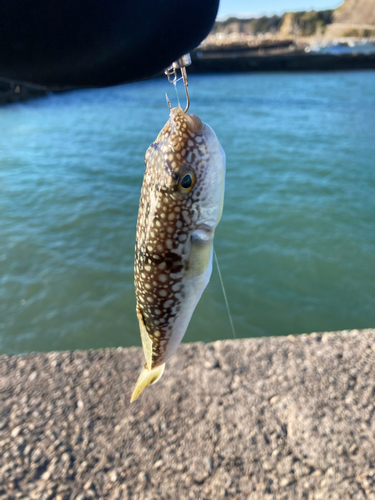 ショウサイフグの釣果