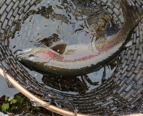 ヤシオマスの釣果