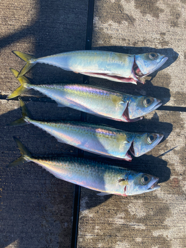 サバの釣果