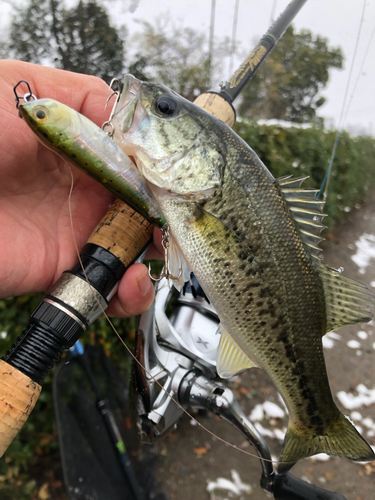 ブラックバスの釣果