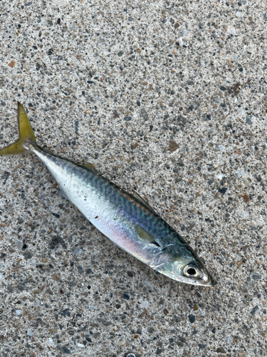 サバの釣果