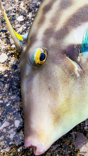 ウマヅラハギの釣果