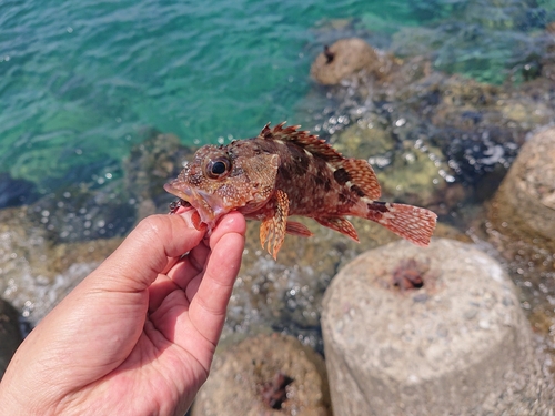 カサゴの釣果