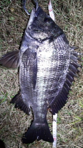 クロダイの釣果