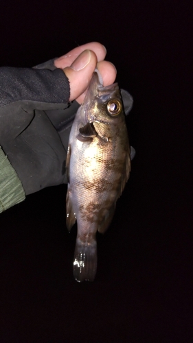 シロメバルの釣果