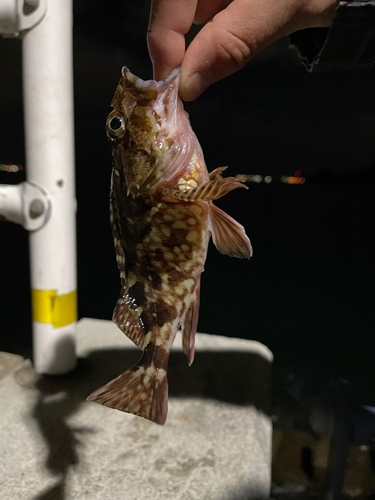 アカメバルの釣果