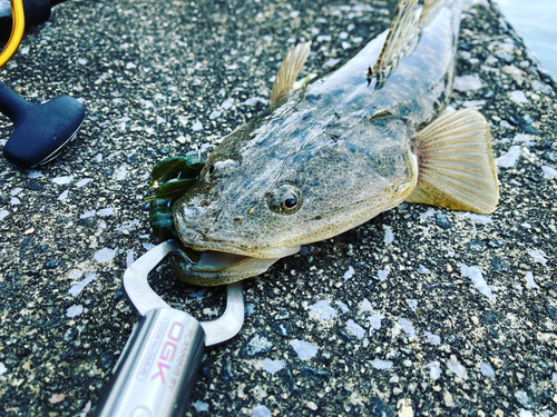 マゴチの釣果