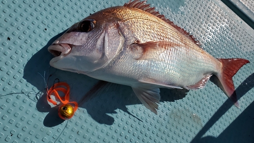 マダイの釣果