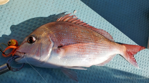 マダイの釣果