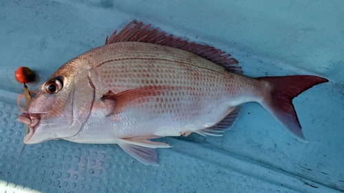 マダイの釣果