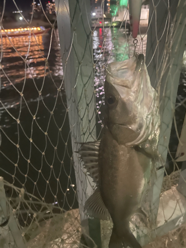 シーバスの釣果