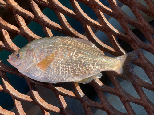 ウミタナゴの釣果