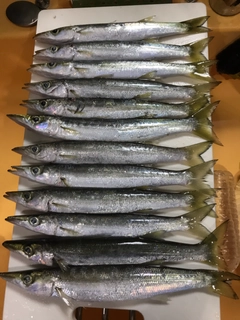 カマスの釣果