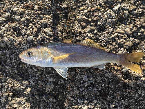 イシモチの釣果