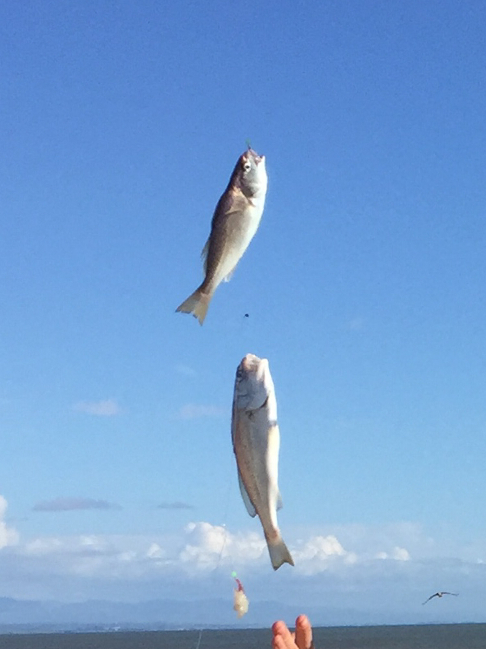 イシモチ