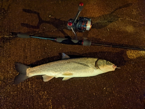 ウグイの釣果