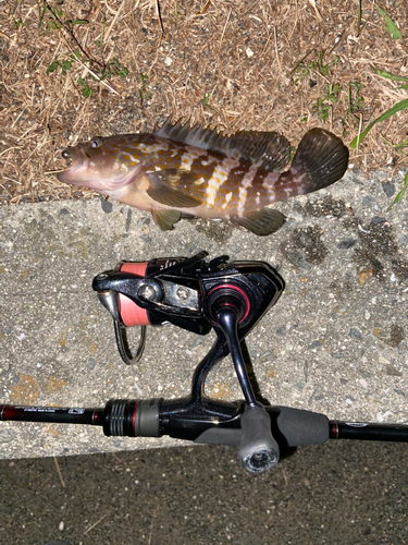 アオハタの釣果