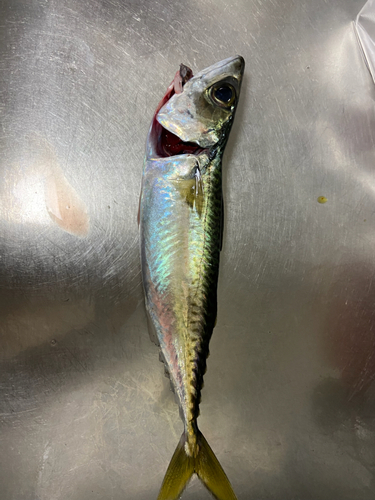 サバの釣果