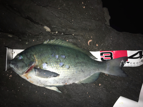 クチブトグレの釣果