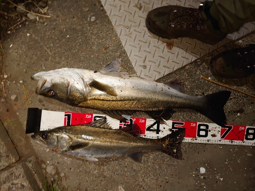 シーバスの釣果