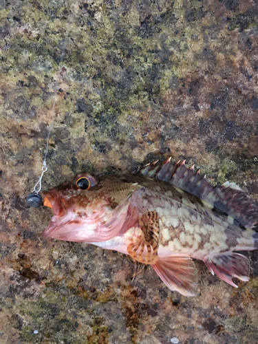 カサゴの釣果