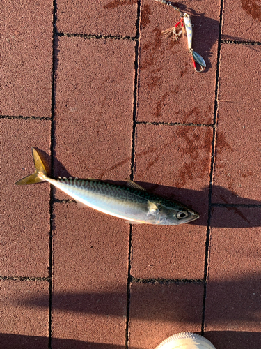 サバの釣果