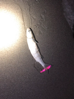 ボラの釣果