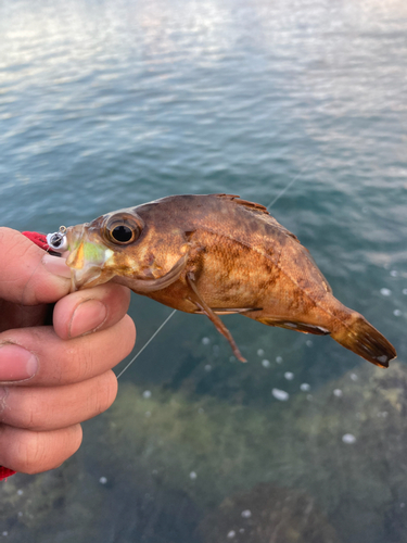 アカメバルの釣果