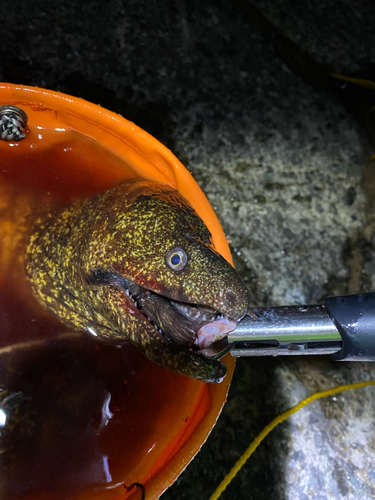 ウツボの釣果