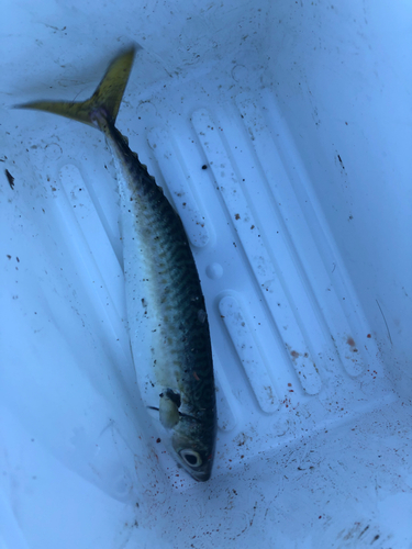 サバの釣果