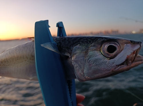 サバの釣果