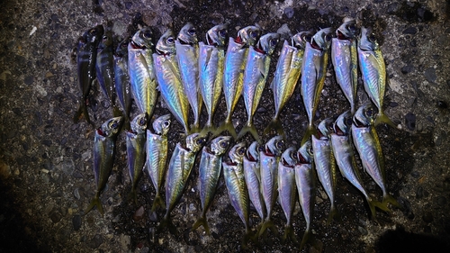 アジの釣果