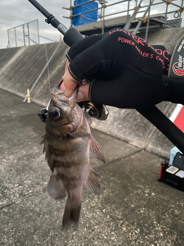 アオメバルの釣果