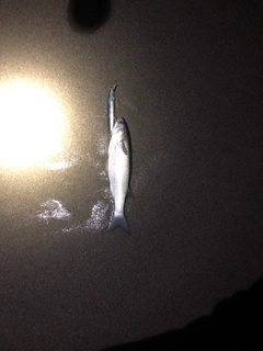 ボラの釣果