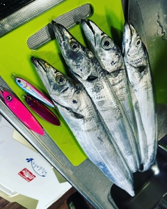 タチウオの釣果