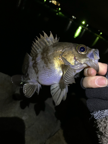 クロメバルの釣果