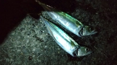 サバの釣果