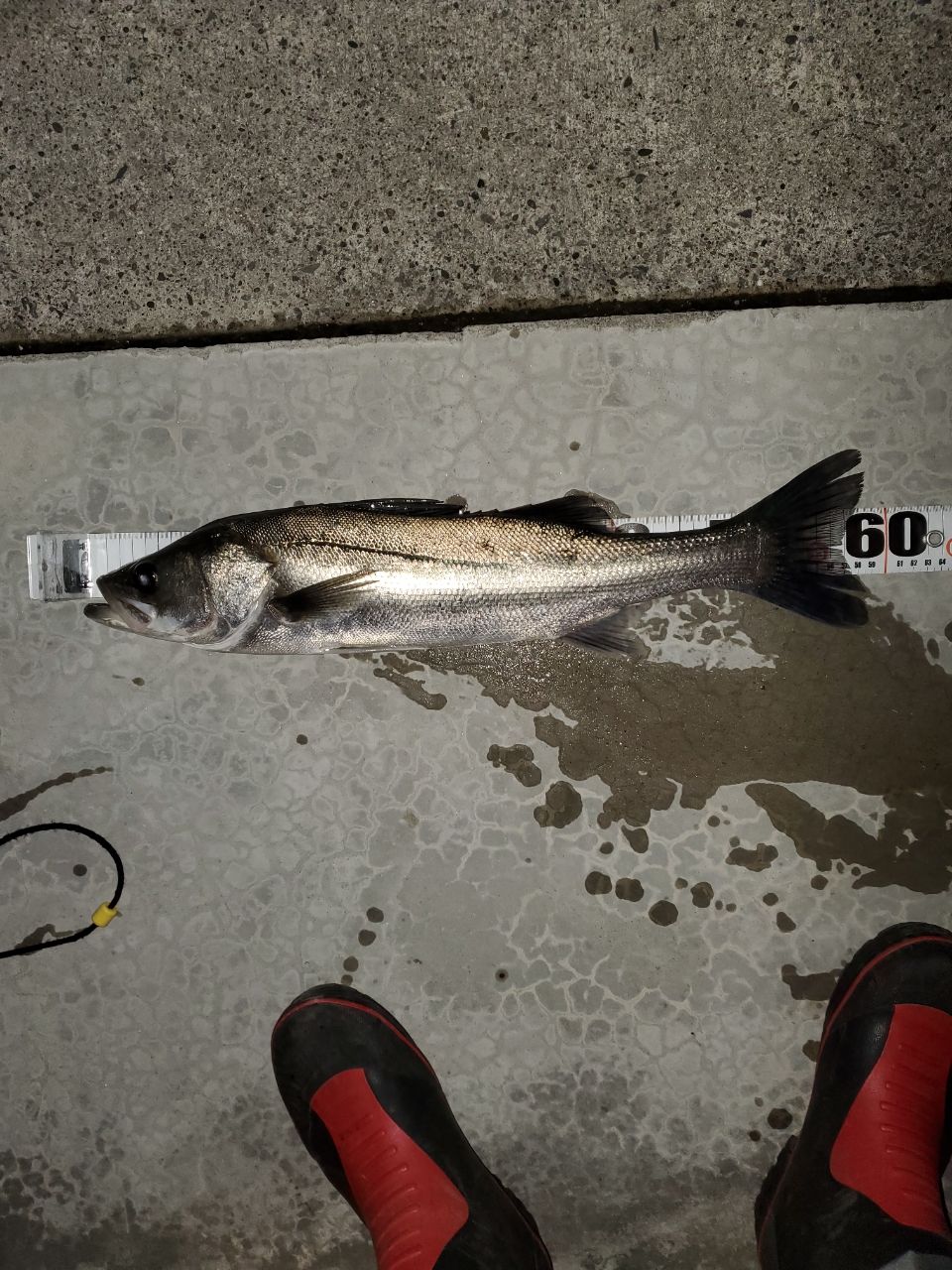 タイリクスズキ