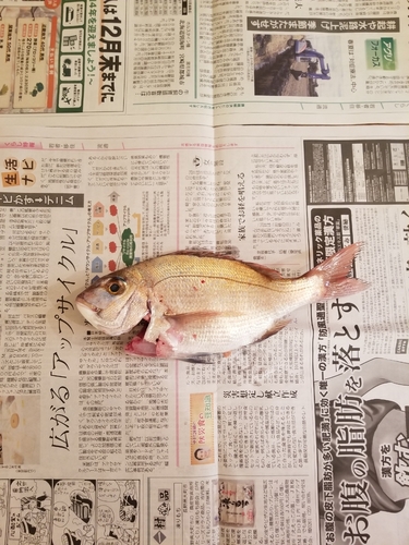 タイの釣果