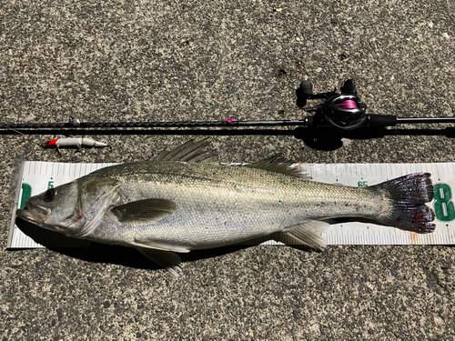 シーバスの釣果