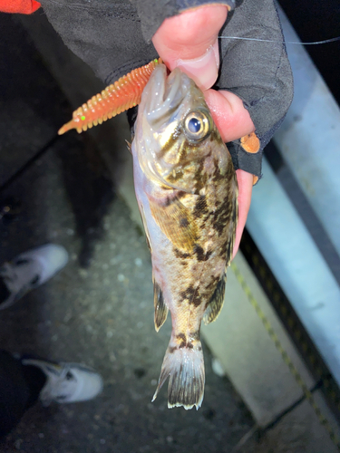 クロソイの釣果