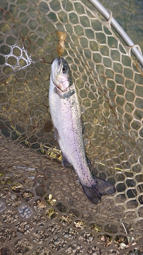 ニジマスの釣果