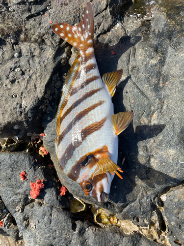 タカノハダイの釣果