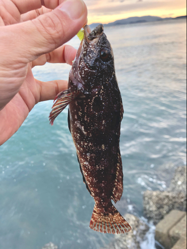 クジメの釣果