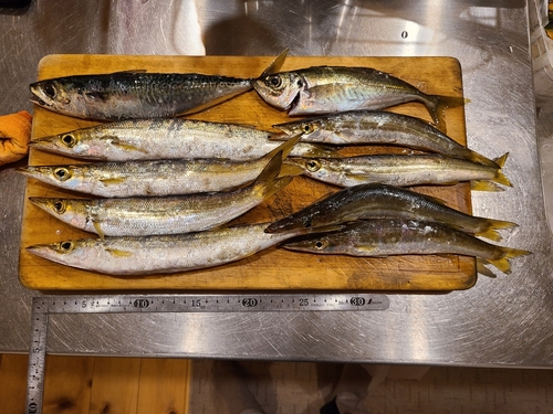 アカカマスの釣果