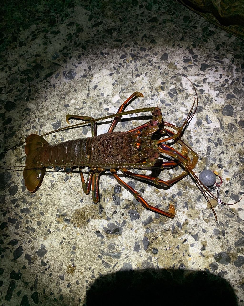イセエビ